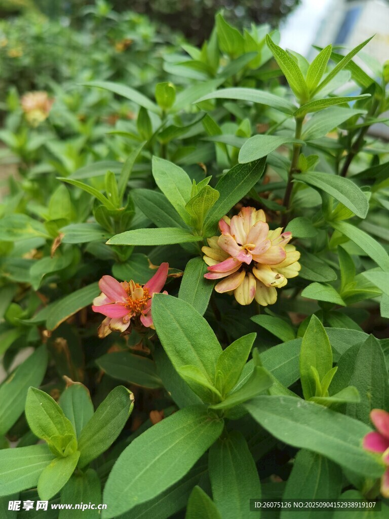 多彩小花綻放綠葉間