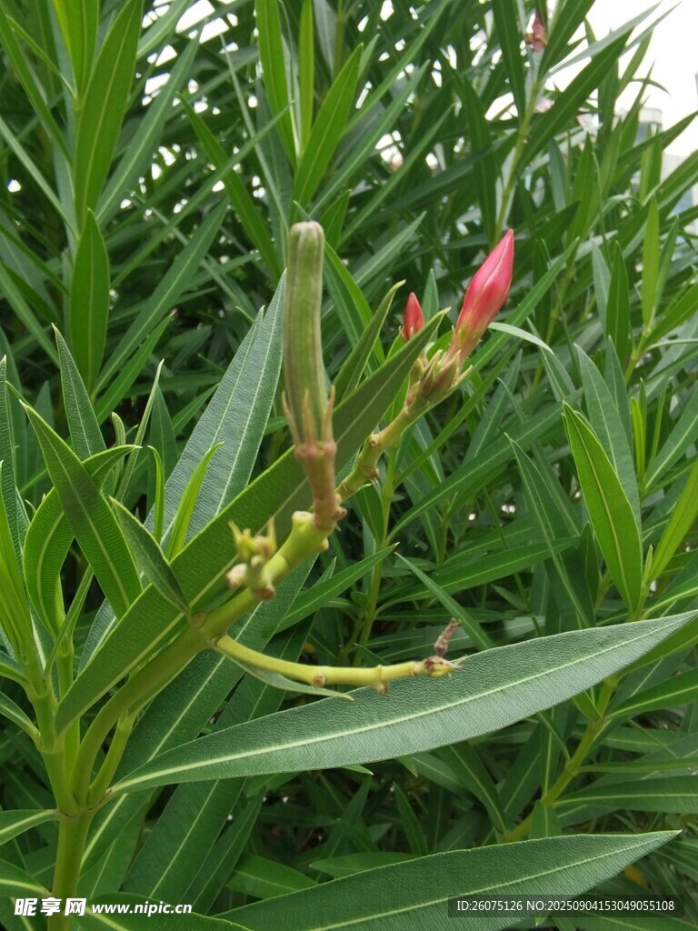 綠葉間待綻放的嬌艷花苞