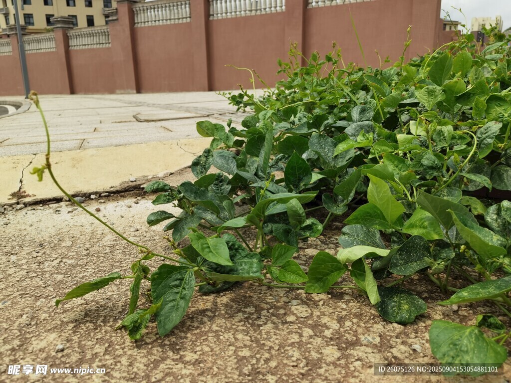 路邊倒地的綠色植物