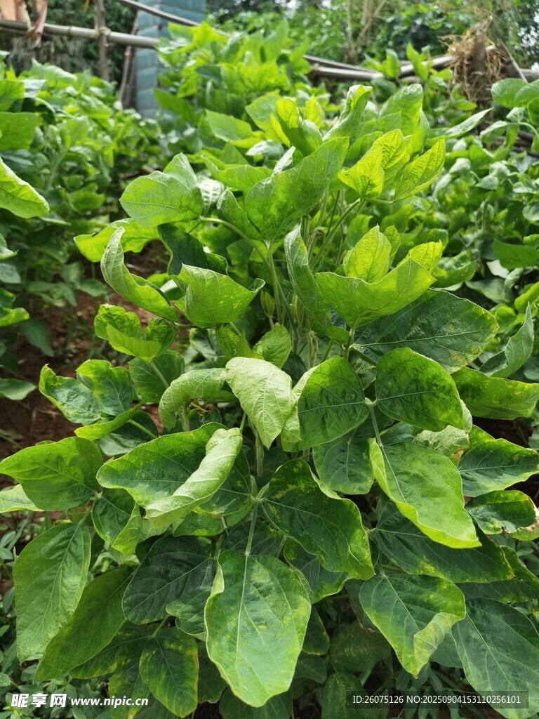 翠綠茂盛的綠葉植物