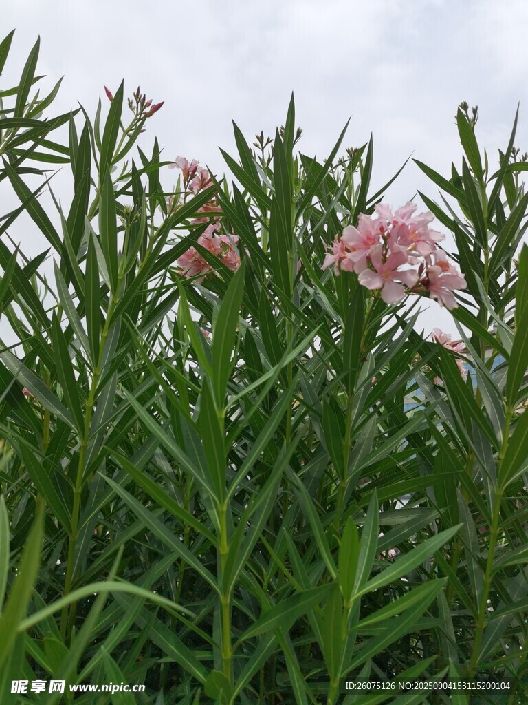 粉色夾竹桃花朵綻放于綠葉間