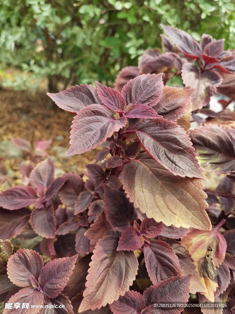 紫葉植物特寫