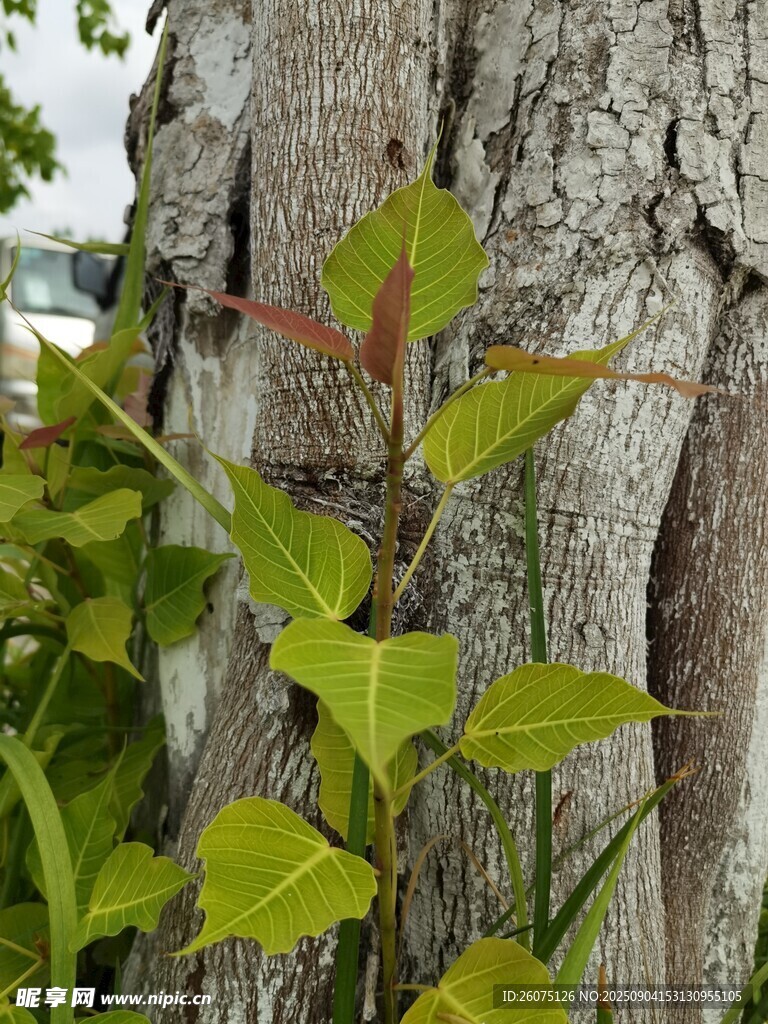樹(shù)干旁生長(zhǎng)的翠綠藤蔓植物