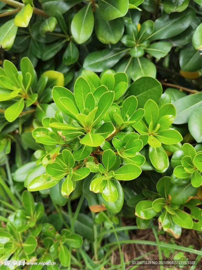 翠綠繁茂的葉片植物
