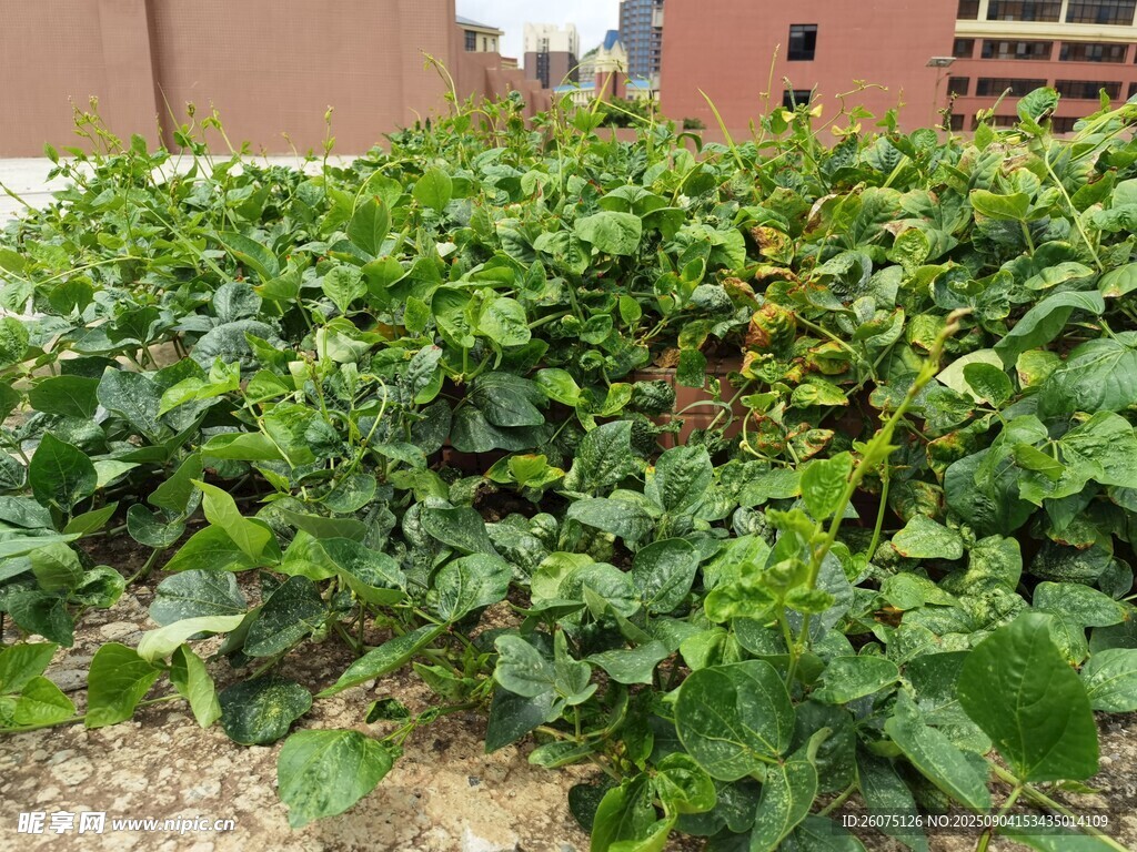 茂盛的綠色植物景觀