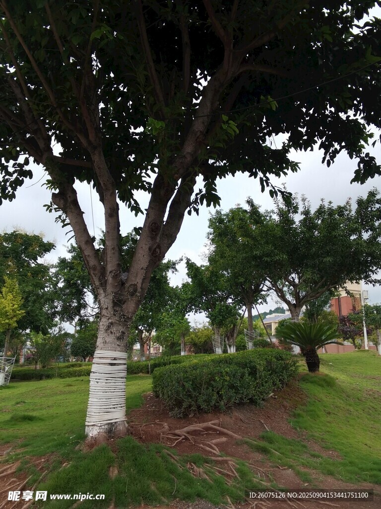 公園中的繁茂大樹