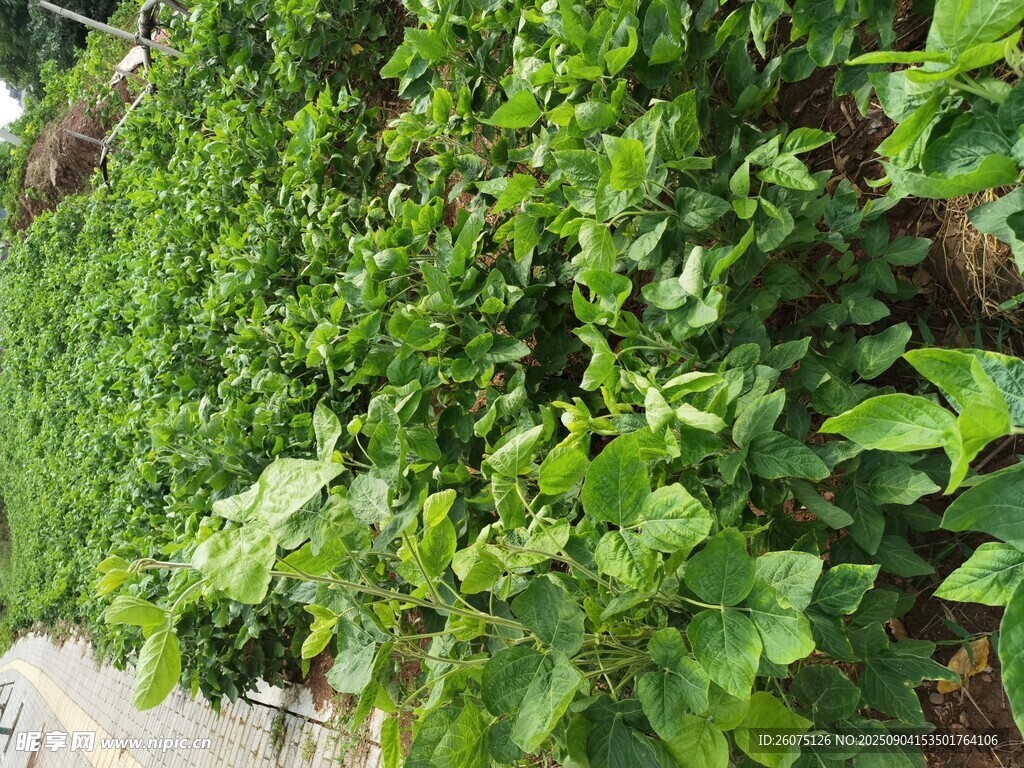 翠綠繁茂的植物景觀