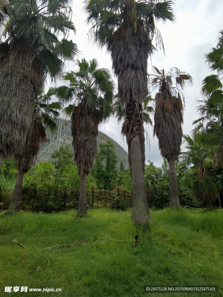 草地中的高大棕櫚樹