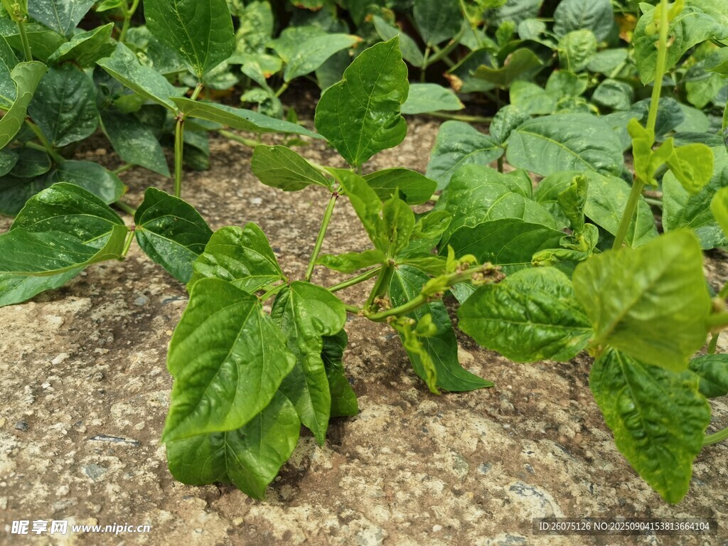田間嫩綠植物