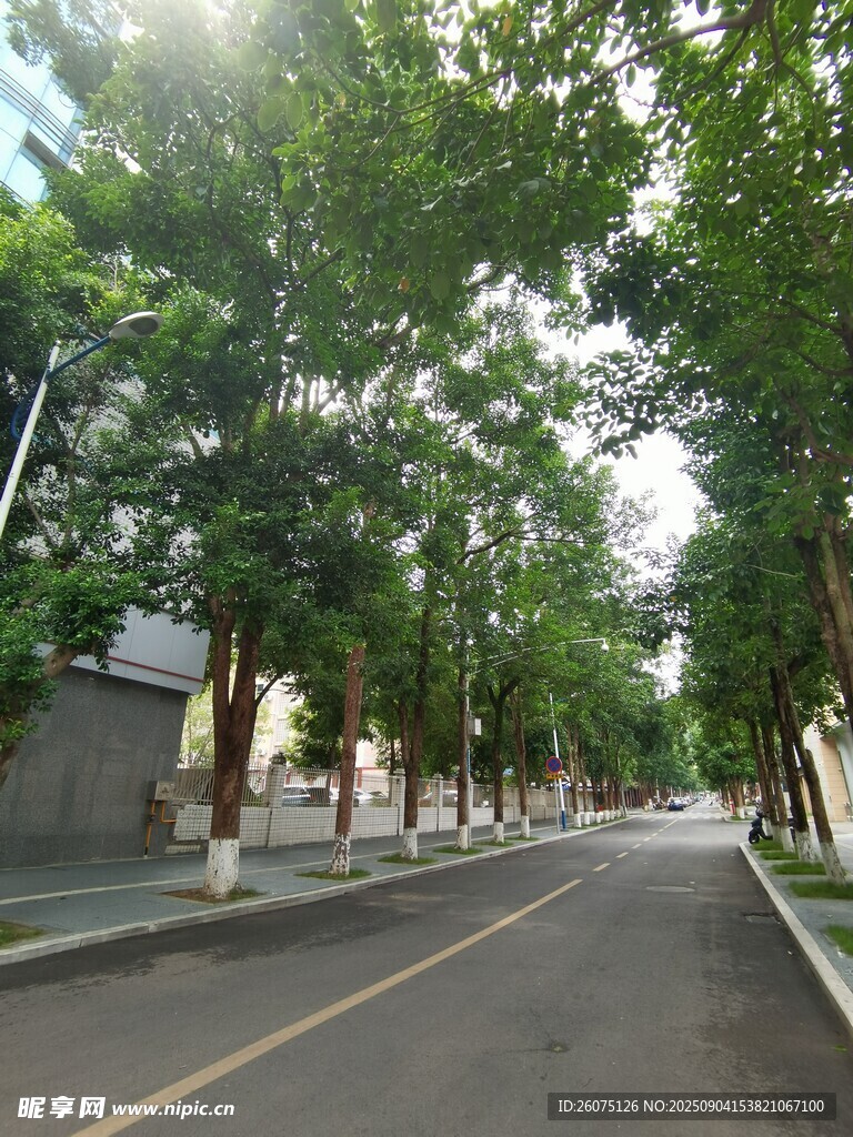 林蔭街道靜謐清新之路