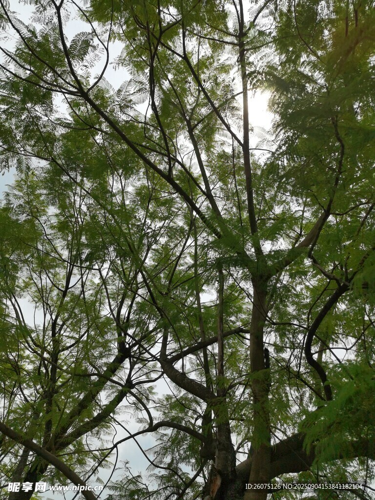 枝葉繁茂的樹(shù)木樹(shù)冠景觀