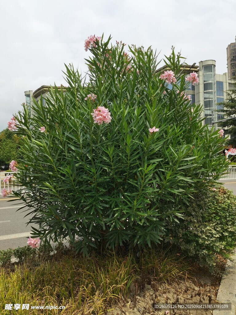 路邊夾竹桃植株與綻放的粉色花朵