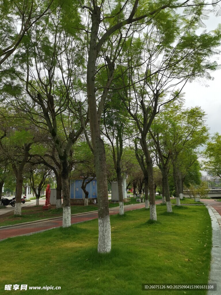 林蔭道上的綠意風(fēng)景