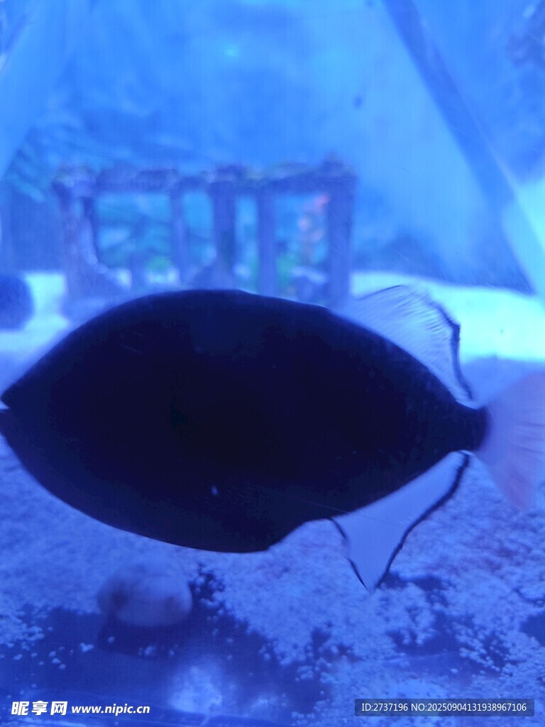 神秘深海魚
