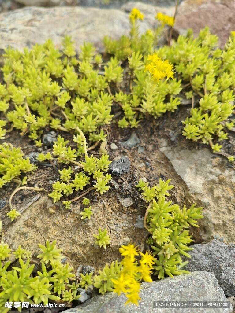黃金萬年草