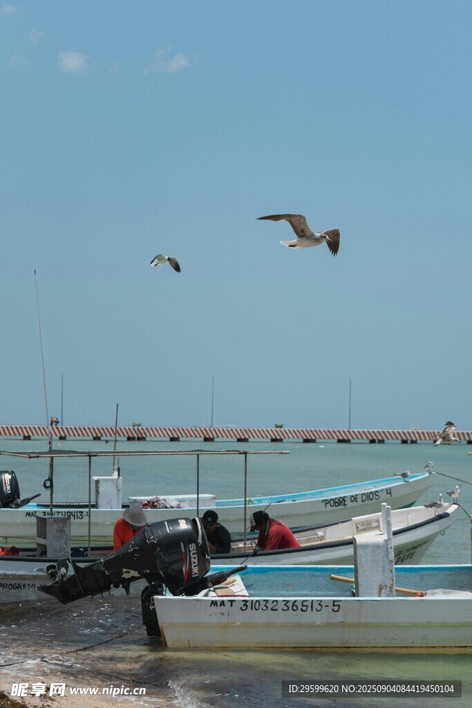 海灘邊的船只與飛翔海鳥