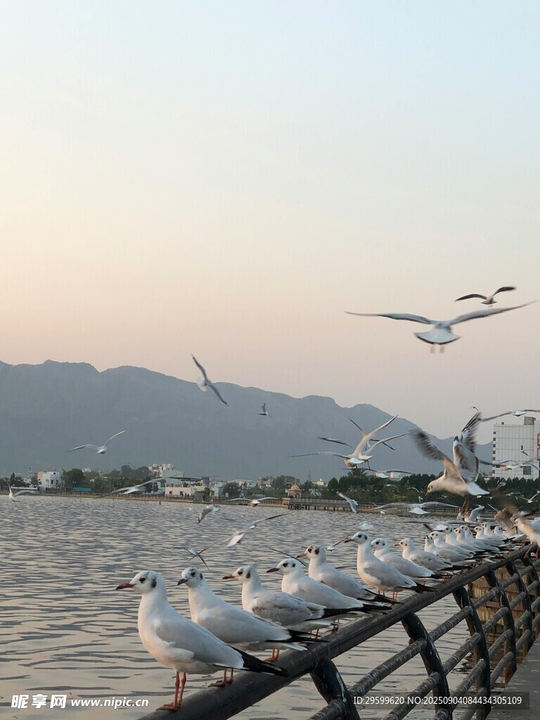 湖畔欄桿上的群鳥風(fēng)景