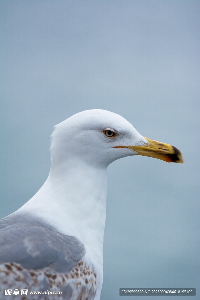 海鷗特寫