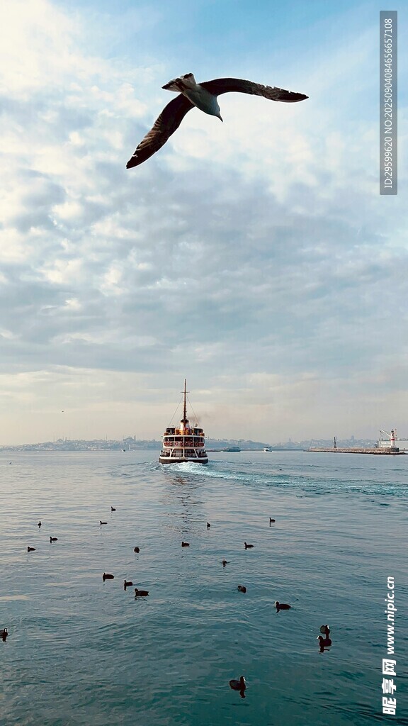 海面上飛鳥與船只的景致