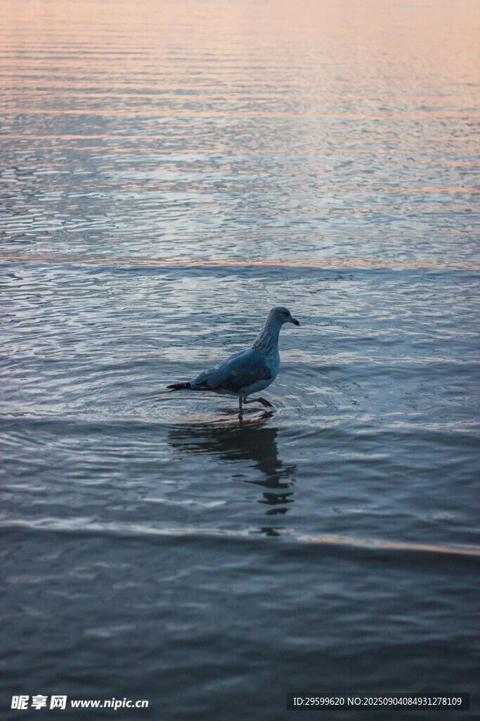 海邊獨(dú)棲海鷗