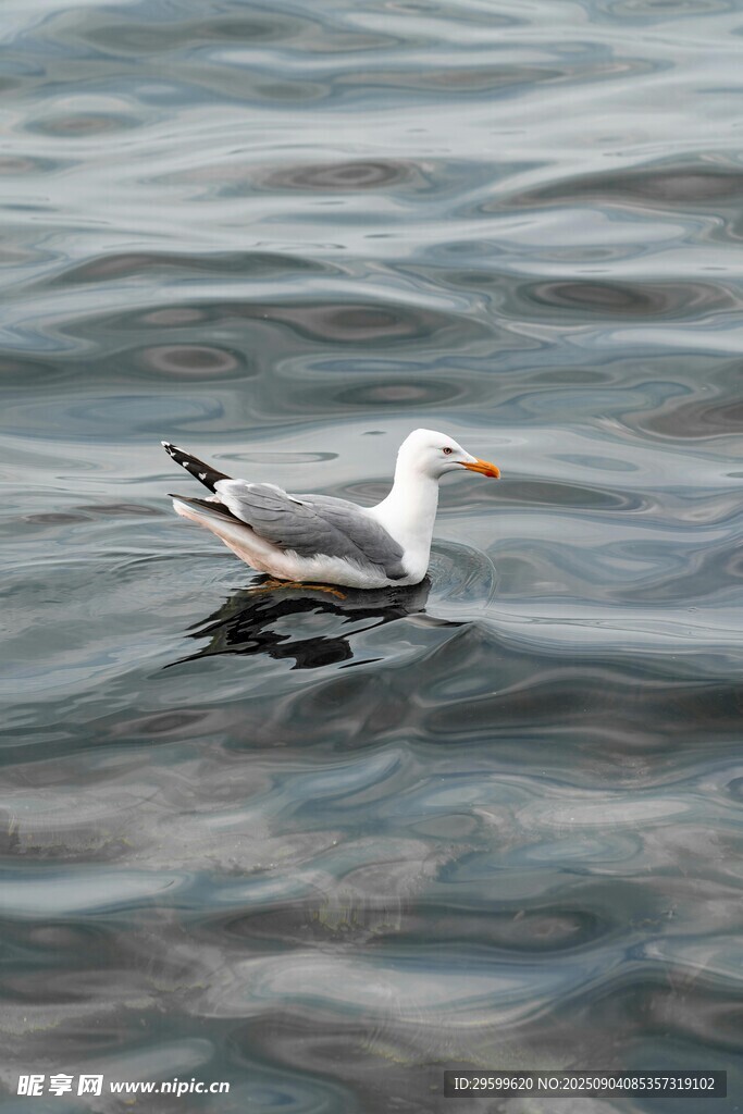 海鷗浮于水面