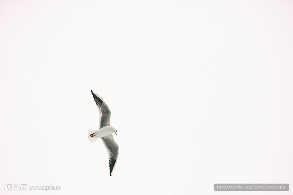 天空中飛翔的一只飛鳥