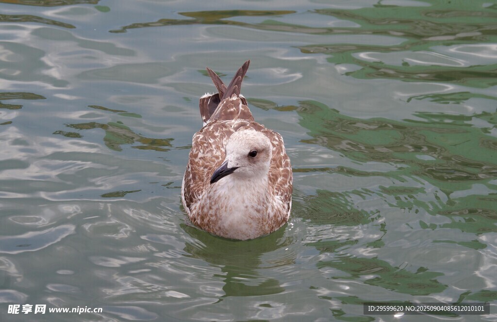 水中休憩的鳥
