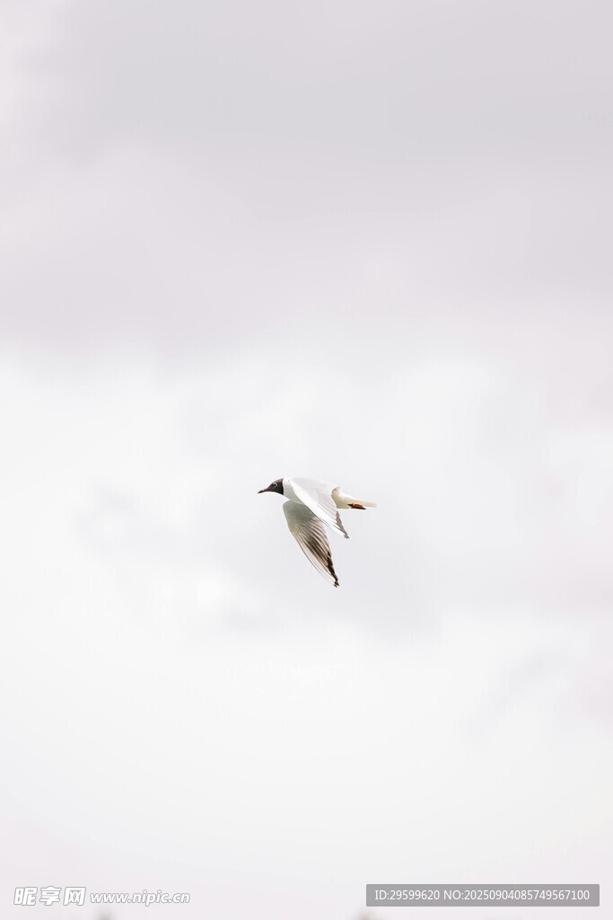 飛鳥翱翔于灰白天空