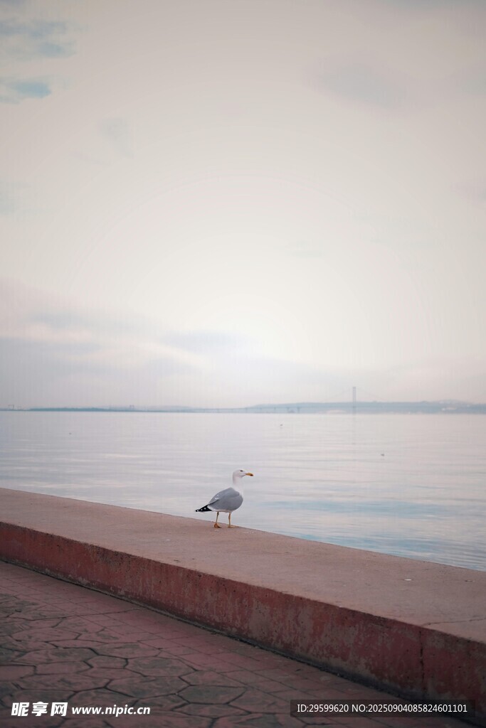 海邊獨鳥 