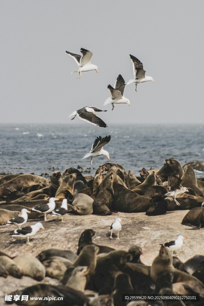 海邊礁石上的海鳥與海豹