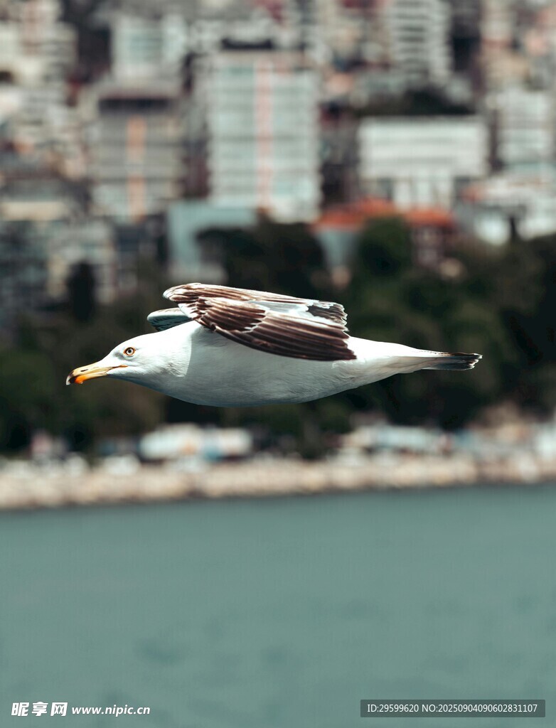 海鷗于城市水域上空翱翔