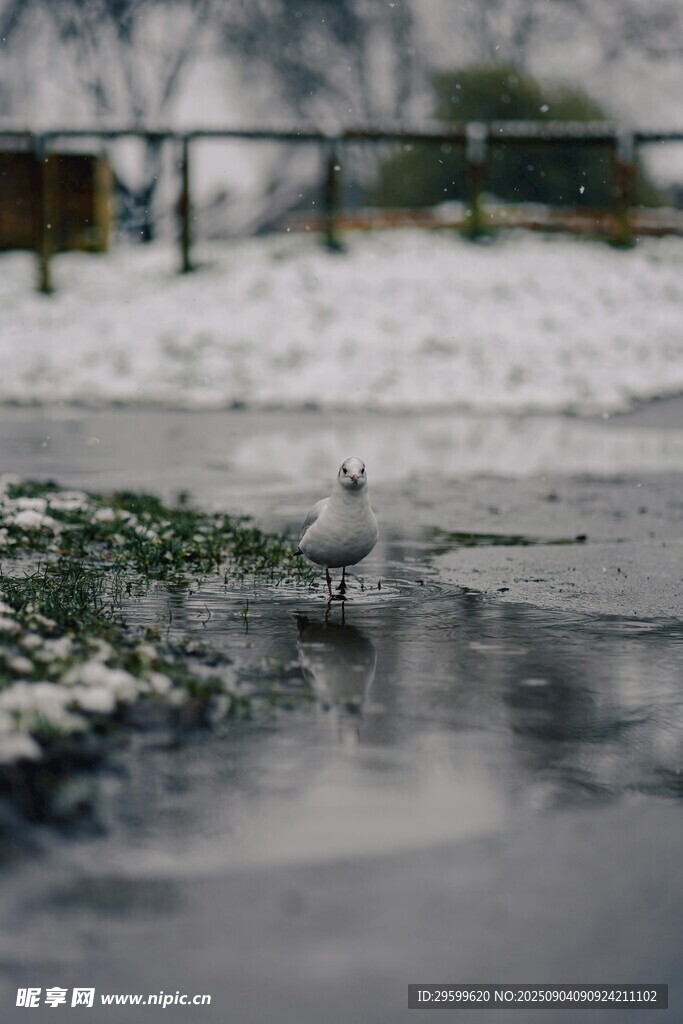 雪后積水處的清新景象