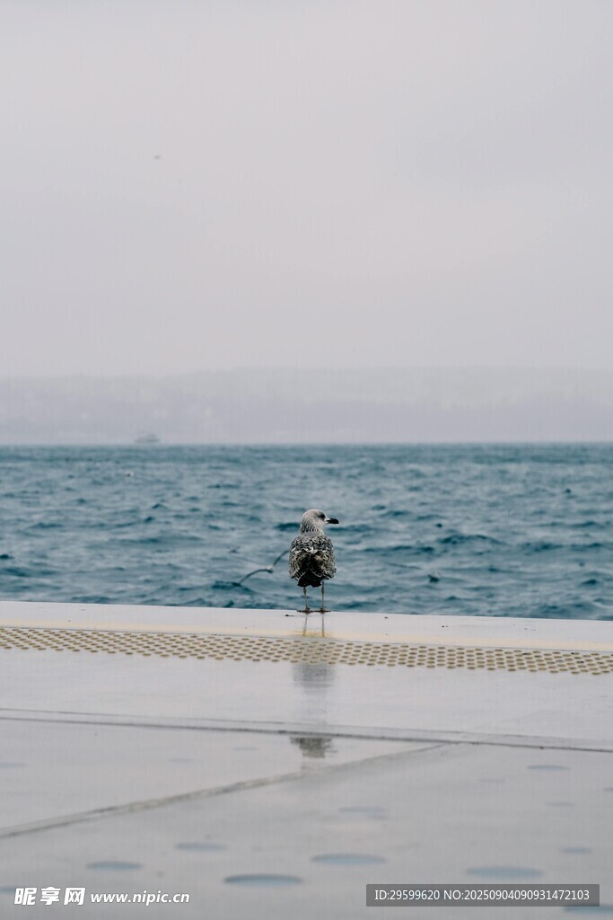海邊孤獨(dú)海鷗