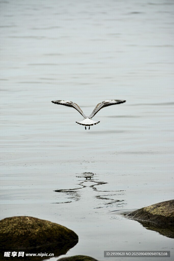 海鷗掠水 