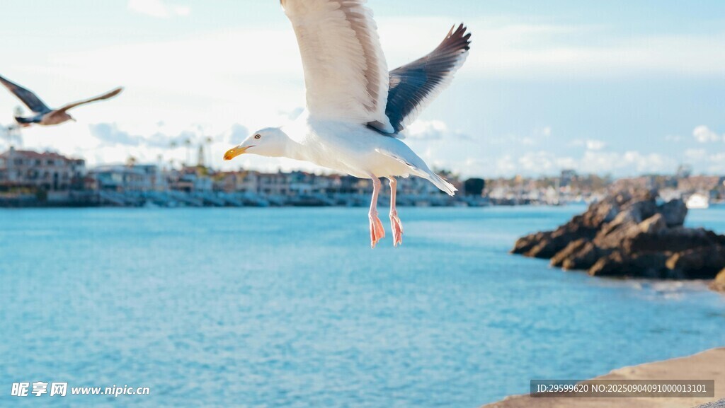 海邊飛翔的海鷗