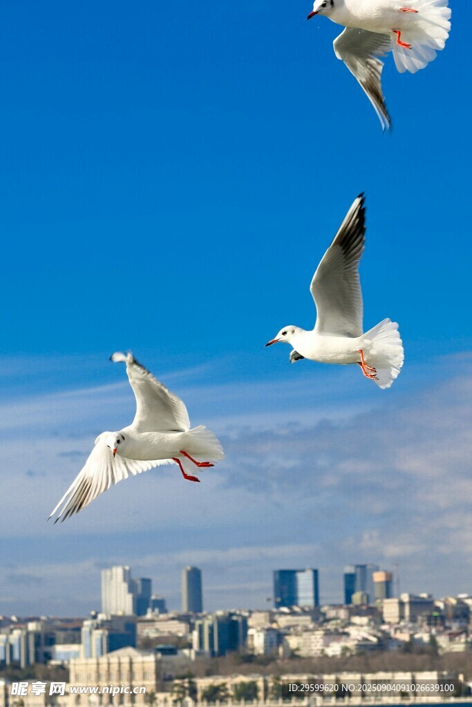 城市上空飛翔的潔白海鷗