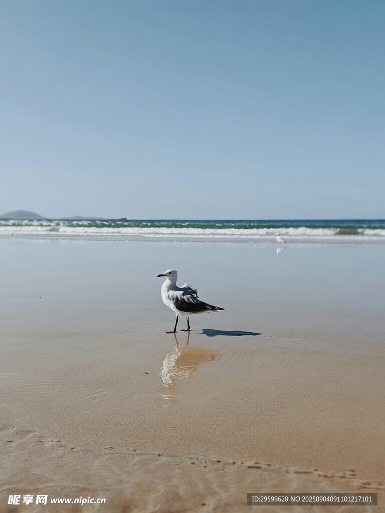 沙灘上的海鷗