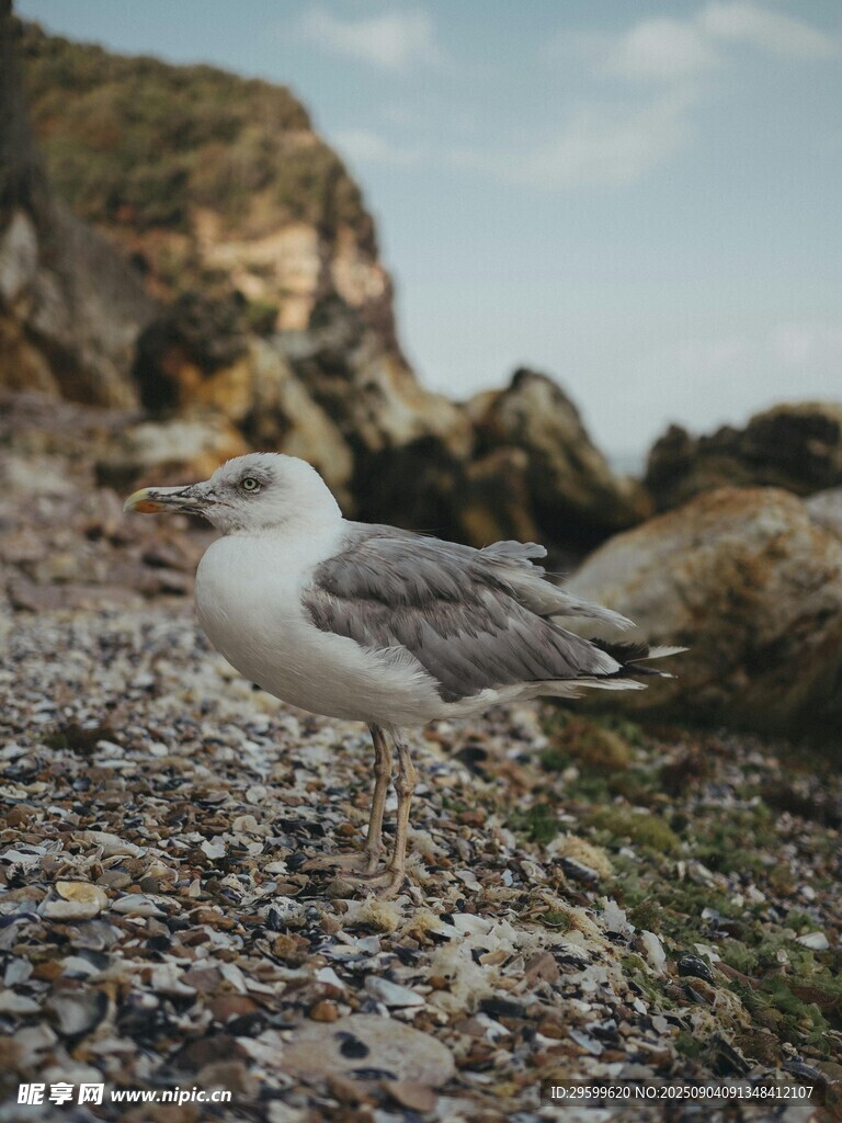 海邊碎石上的一只海鷗