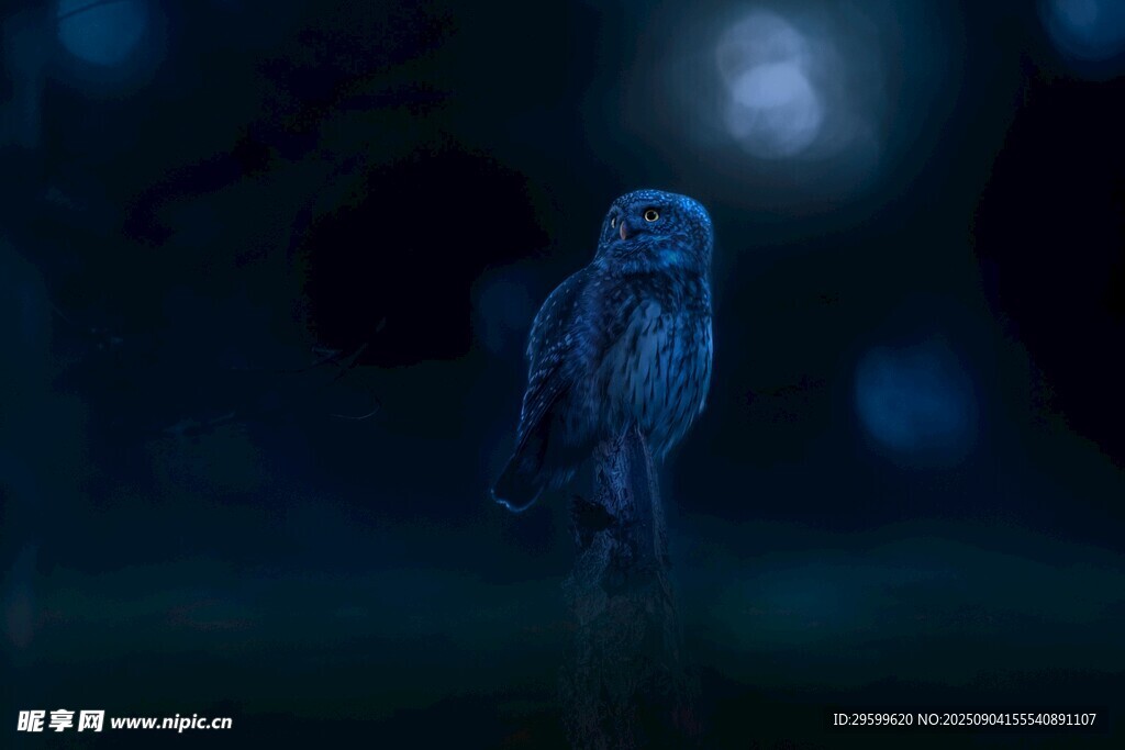 暗夜中的孤獨(dú)貓頭鷹