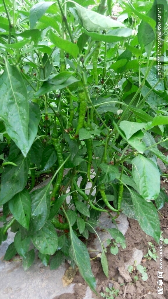 田間生長(zhǎng)的茂盛綠色植物