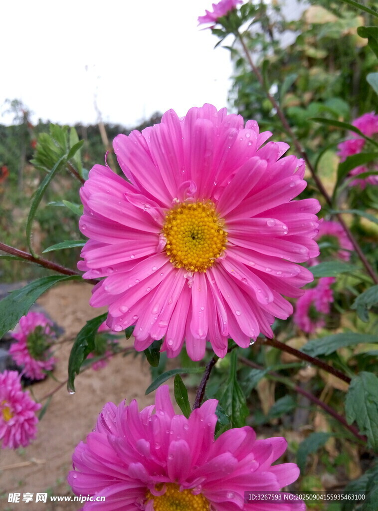 嬌艷粉色菊花綻放