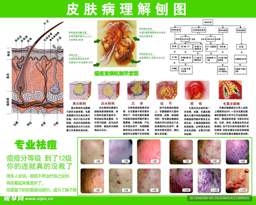 皮膚病理解剖圖