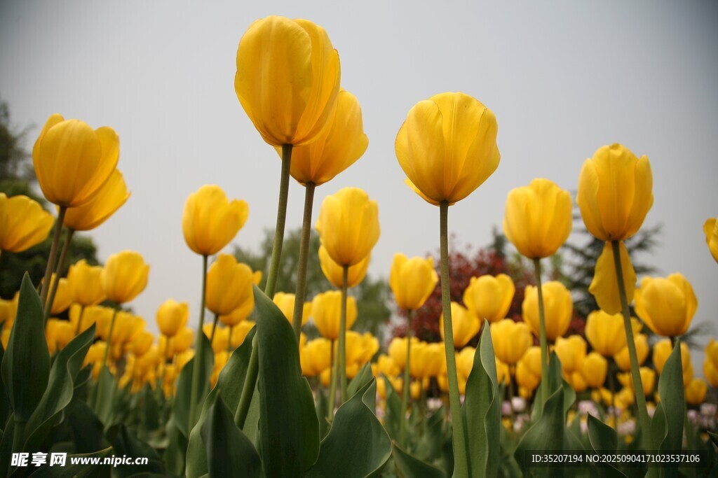 金黃郁金香花海綻放