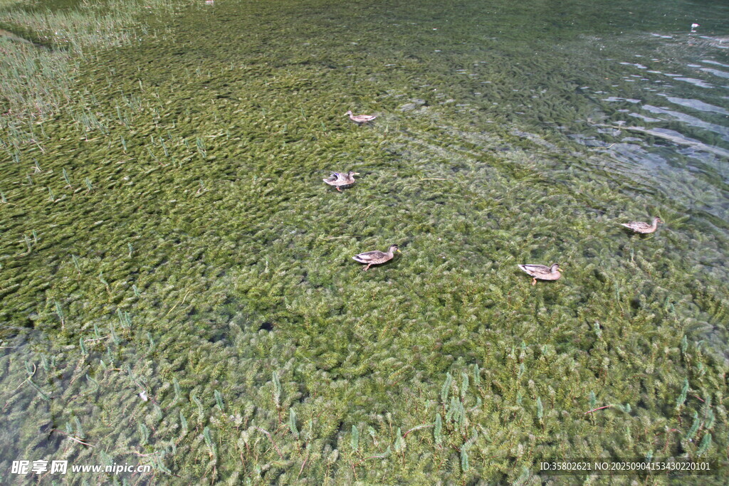 九寨溝湖泊中的水鳥