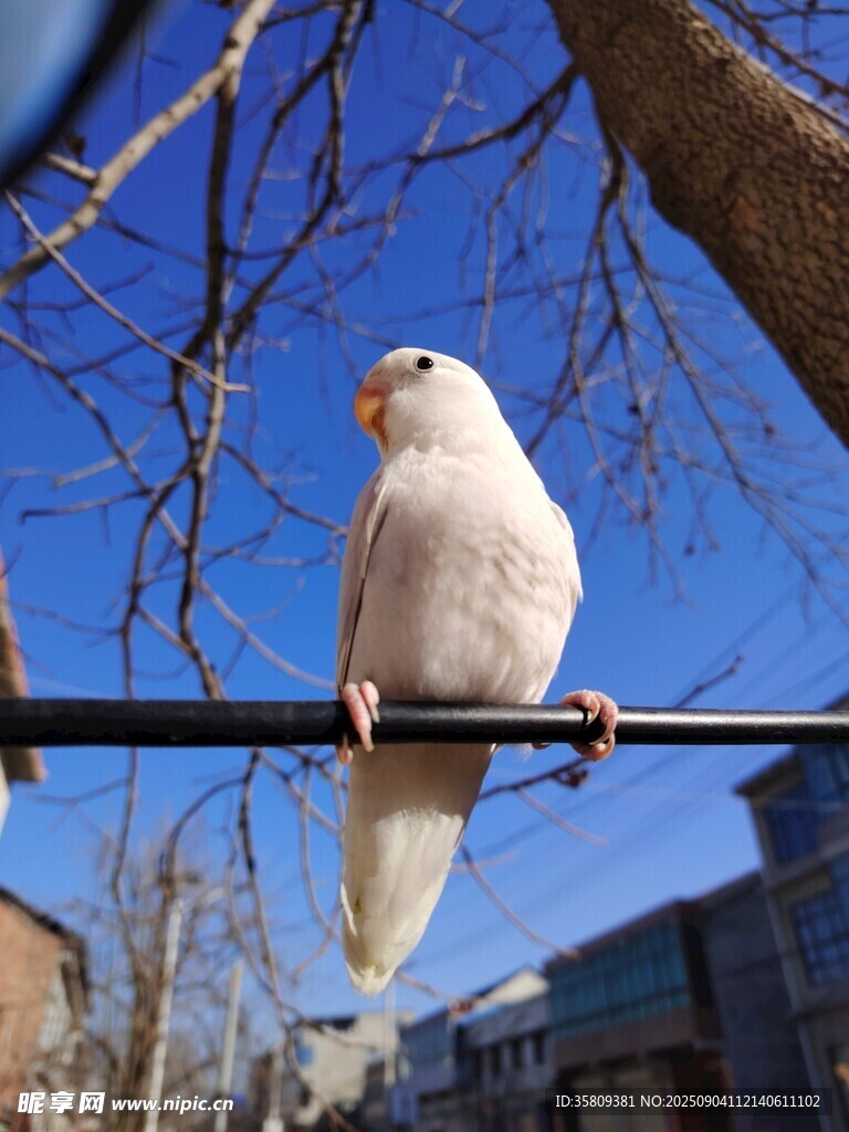 冬日寵物牡丹鸚鵡紫依莎