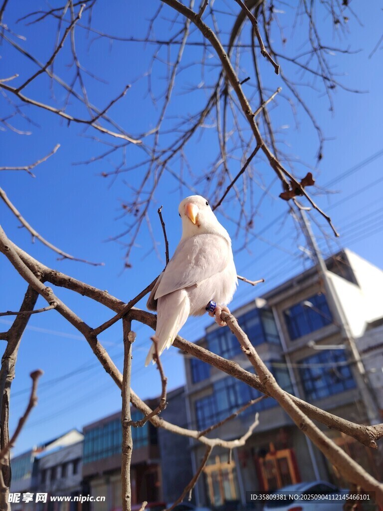 枝頭萌寵牡丹紫依莎鸚鵡