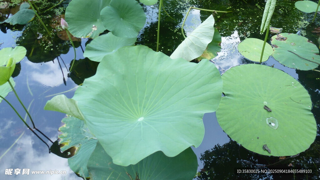 荷葉田田盡顯夏日清新