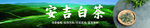 安吉白茶