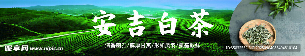 安吉白茶