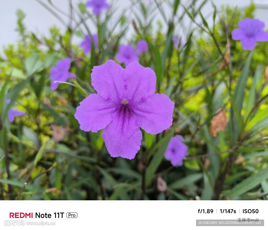 紫色小花綻放于綠葉間